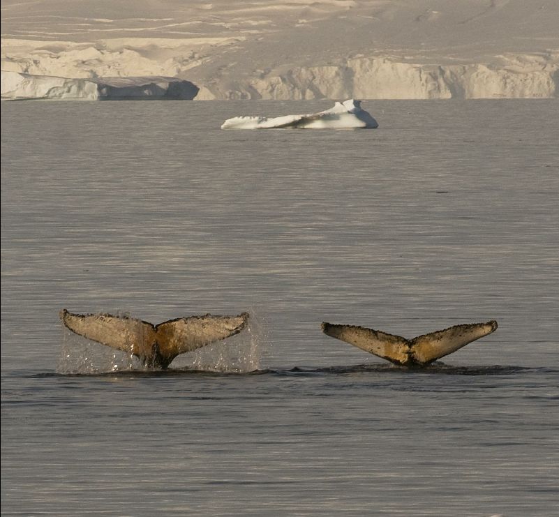 Whales001-Michael lewis